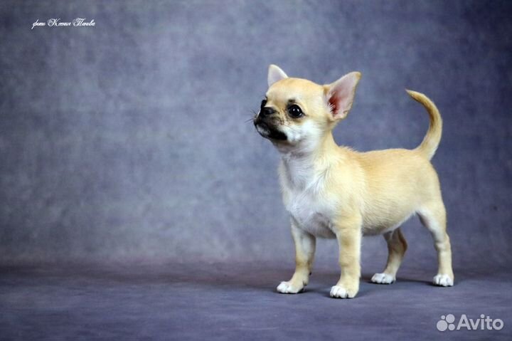 Фотографанималист, фотограф для животных