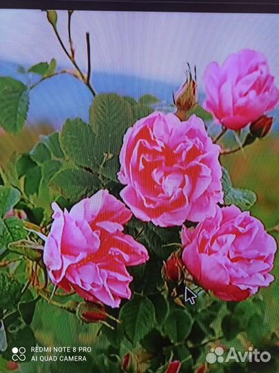 Саженцы Дамасская Роза кустовая крымская