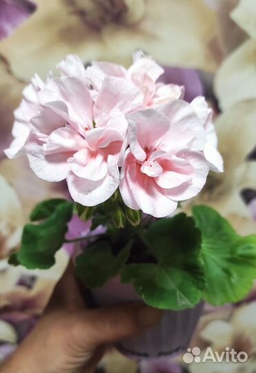 Пеларгония