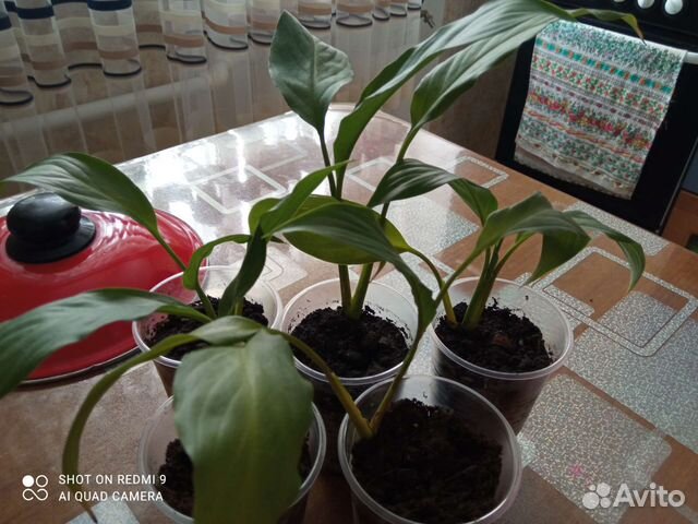 Комнатные растения