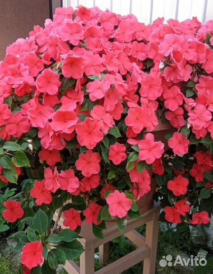 Бальзамин ампельный