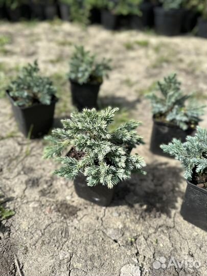 Можевельник Блю Стар