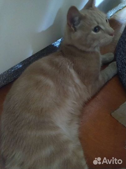 Кошки в добрые руки бесплатно