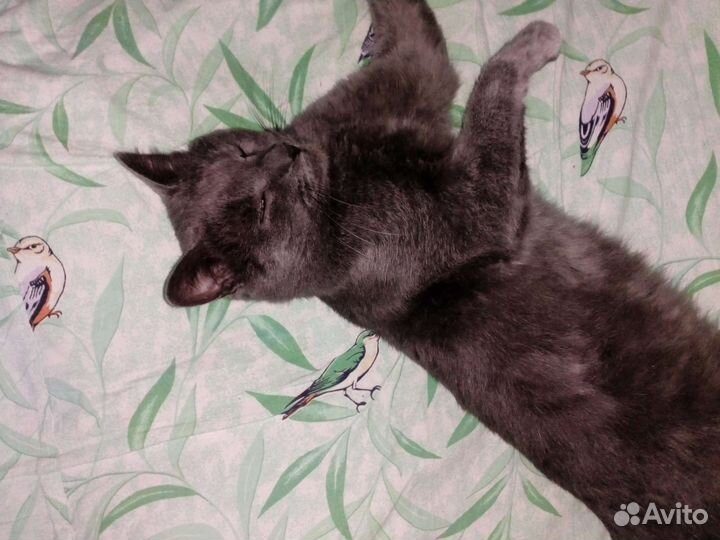 Потерялся кот в районе золотых ворот