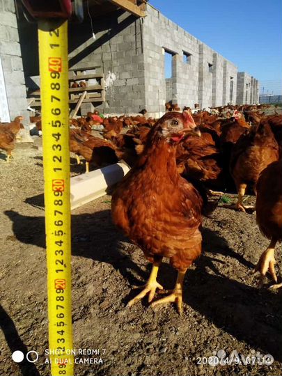 Домаший бройлер