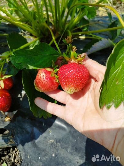 Рассада клубники Мурано ремонтантной