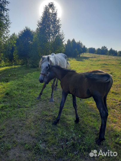 Продам семью лошадей