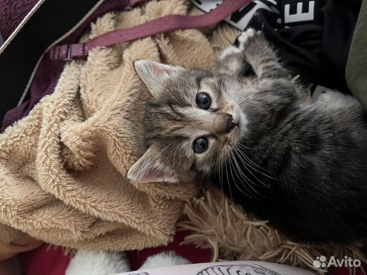 Котенок девочка в добрые руки