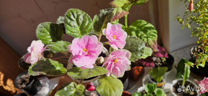 Фиалки цветущие