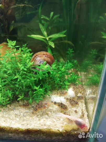 Коридорас крапчатый