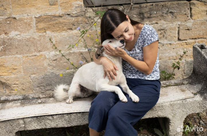 Ищет дом не большая Собачка Салли