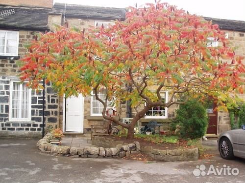 Сумах Виргинский (Оленерогий)