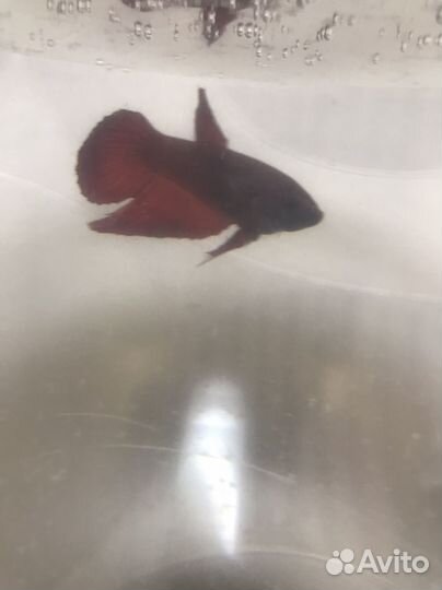 Рыбка петушок самка