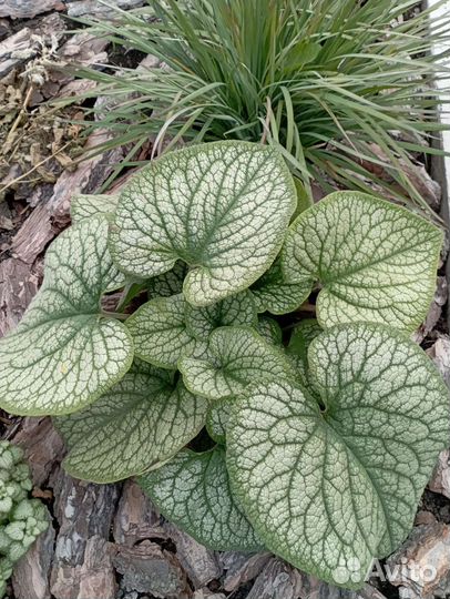 Многолетние растения для сада