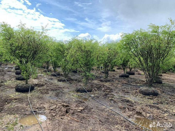 Бересклет крылатый/С10/12 60+ см