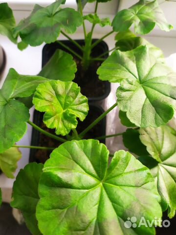 Герань пеларгония продается