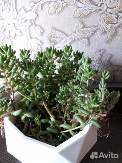 Седум (очиток). Суккуленты