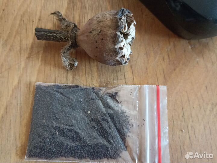 Садовый мак, бруннера, каменная роза