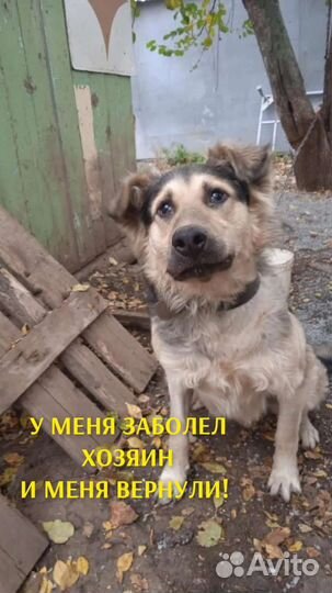 Собака в добрые руки