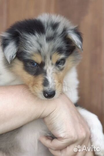 Щенки колли