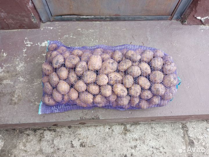 Картофель крупный