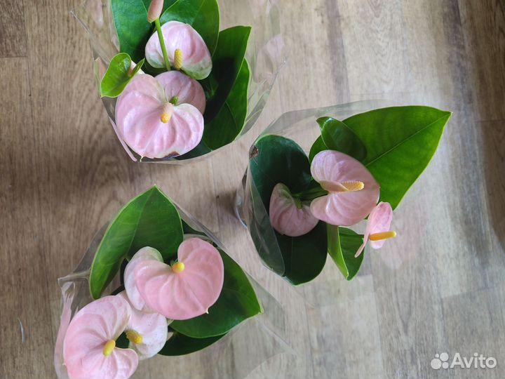 Антуриумы сортовые