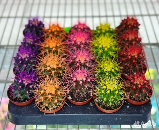 Кактусы цветные эхинокактус