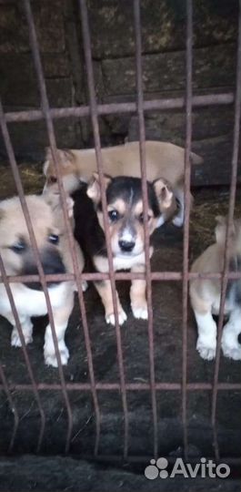 Щенки алабая