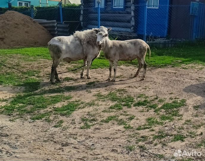 Катумские бараны