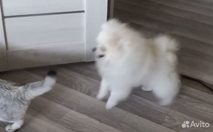 Померанский шпиц мини мальчик