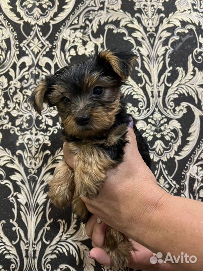 Йоркширский терьер