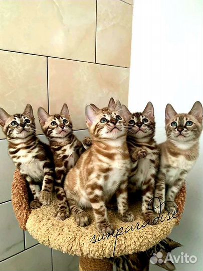 Бенгальские снежные котята(с документами)