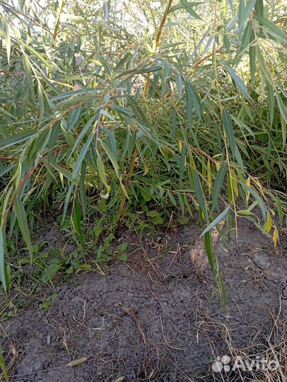 Саженцы и вы и каштана