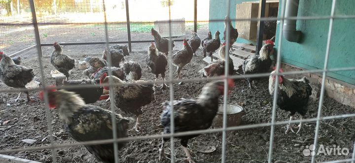 Петушки молодые 6 мес на племя