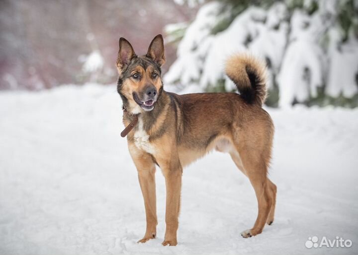 Собака в добрые руки