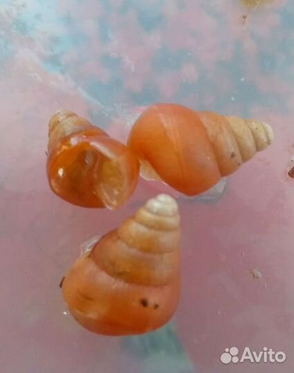 Улитки Лимиколярии и Караколусы