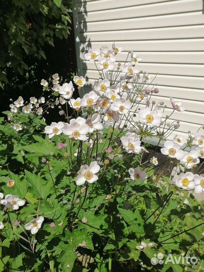 Анемона японская, многолетник, цветок для сада