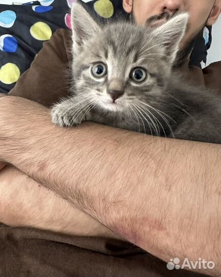 Котенок сибирский