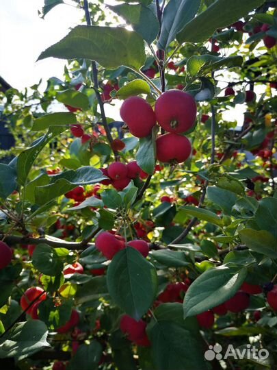 Саженцы плодовых деревьев и декоративных растений