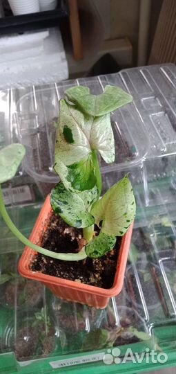 Коллекционные ароидные