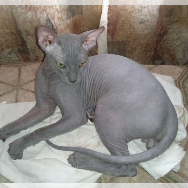 Котёнок от заводчика
