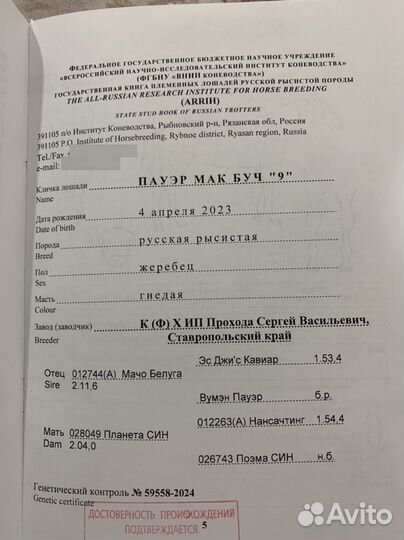 Лошади рысаки- призовых пород