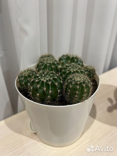 Кактус бесплатно