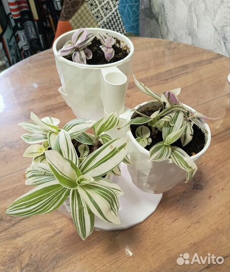 Традесканция