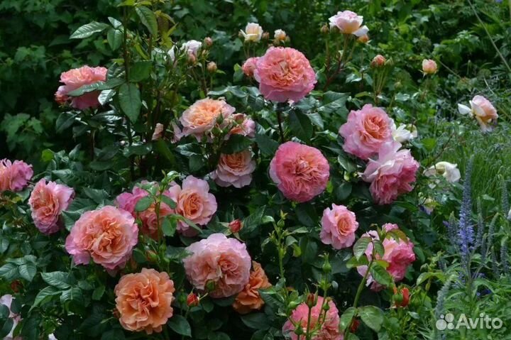 Роза Августа Луиза