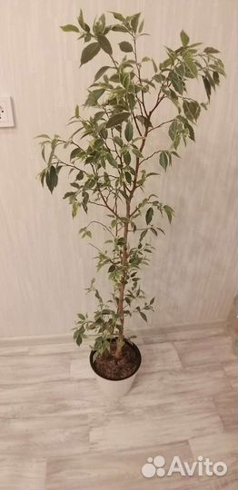 Фикус бенджамина