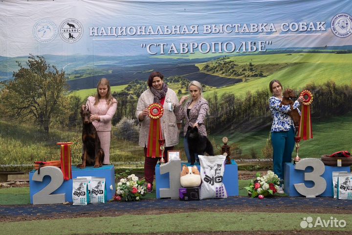 Кобель вязка