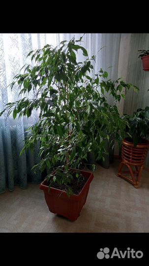 Фикус Бенджамина 10 лет