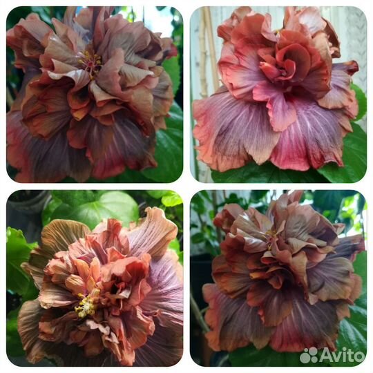Сортовой гибискус,в коллекции 60 сортовых гиб