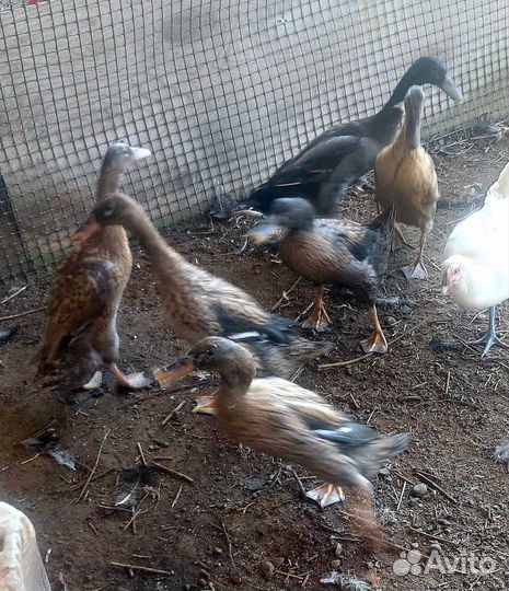 Утки Индийский бегунок